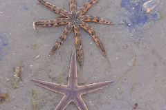 Some starfish